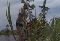 Wetland Planting