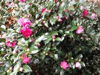 ShiShi Gashira camellia