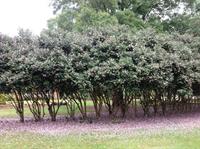 sasanqua hedge