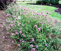 Fireworkd gomphrena