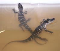 Baby alligators
