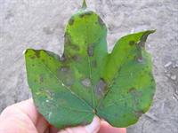 target spot on cotton leaf