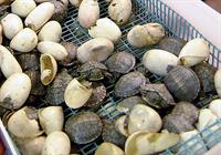 turtles hatching