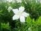 White Texas Star hibiscus