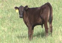 Beef Cattle Research