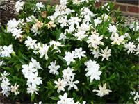 frostproof gardenia