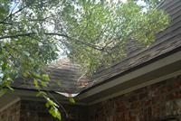 branches on roof
