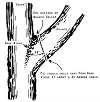 pruning diagram
