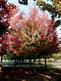 Southern sugar maple