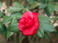 camellia japonica flower