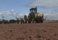 Soybean Planting