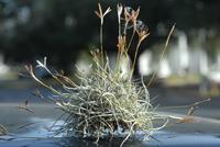 ball moss with seed head