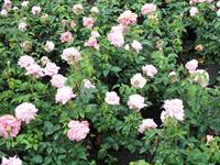 Belinda's Dream rose bush