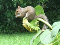 squirrel on a sunflower