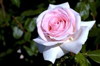 Francis meilland rose