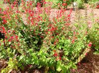 Lady in Red salvia