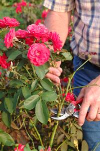 rose pruning