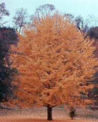 Ginkgo biloba