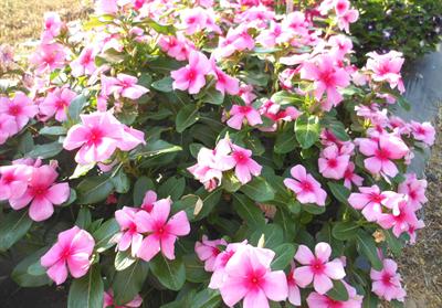 Cora Strawberry vinca