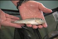 Researchers working on farm-raising marine bait fish - LSU AgCenter