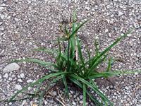 purple nutsedge