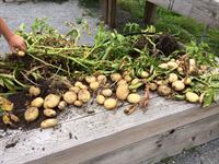 harvested potatoes