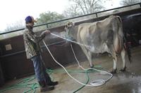 boy washes cow
