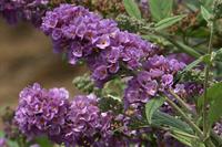 Dwarf Buddleia