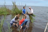 students planting cordgrass