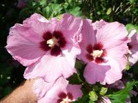 aphrodite althea flowers