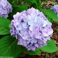 hydrangea