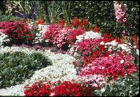 colorful flower bed