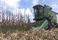 corn harvesting 
