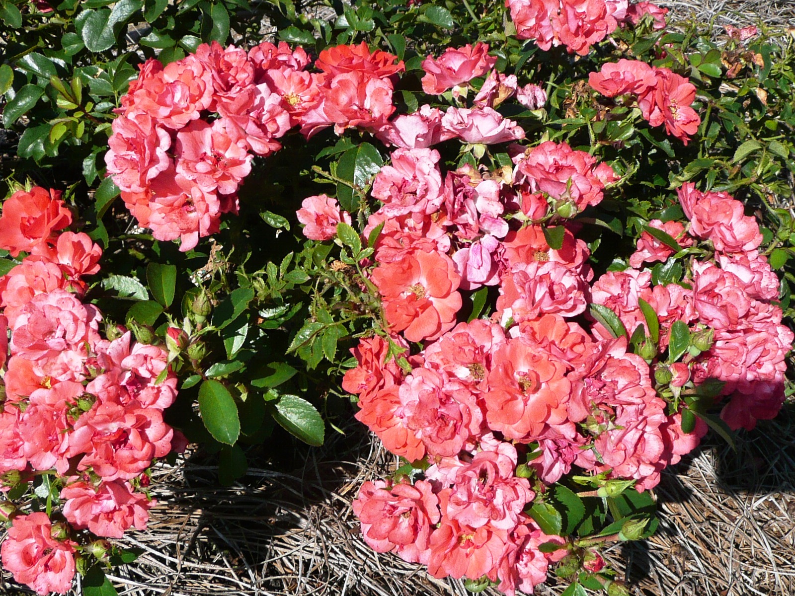 You can plant roses in late summer, fall LSU AgCenter