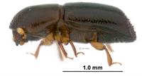 Redbay ambrosia beetle 