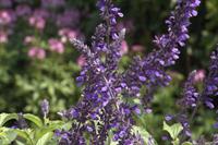 Salvia