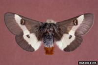 buck moth