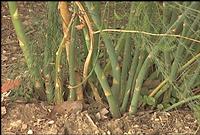 Asparagus ferns may be right for you - LSU AgCenter