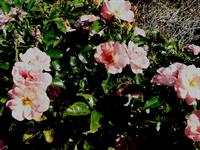 Peach Drift rose flowers