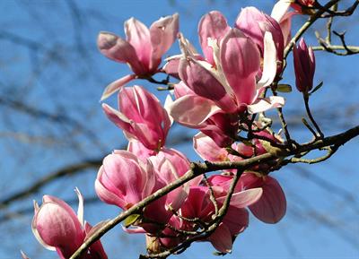 Oriental magnolia