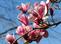 Oriental magnolia