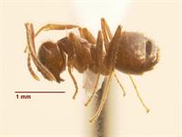 Crazy ant