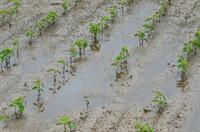water on soybeans