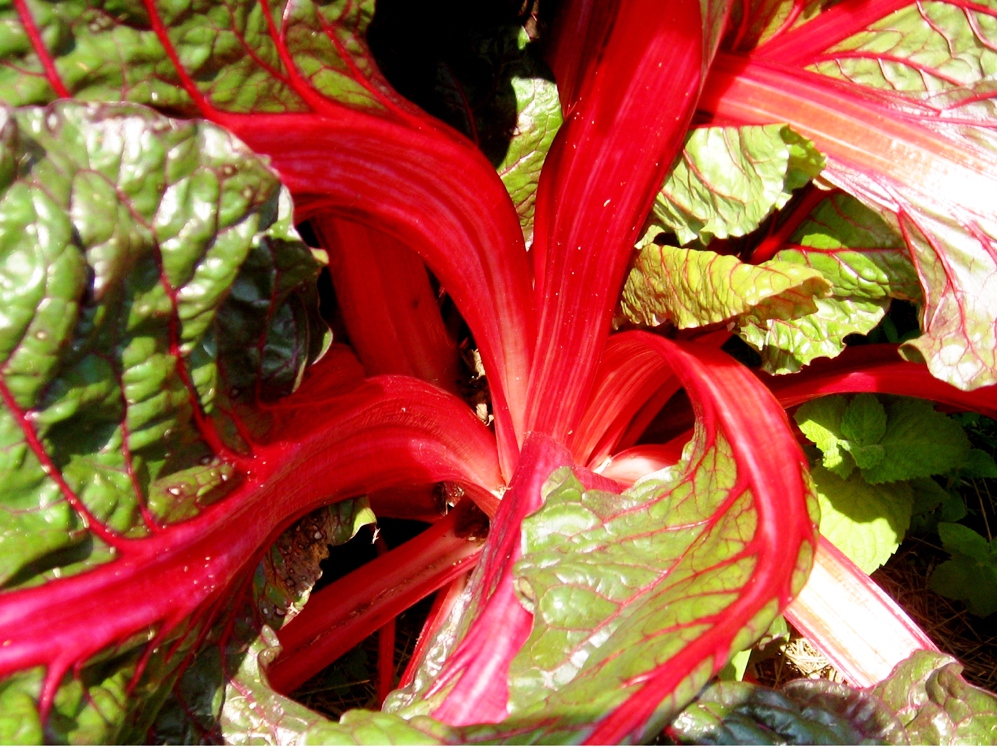 Try Swiss chard in your vegetable garden - LSU AgCenter