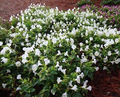 Kauai White Torenia