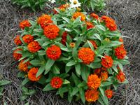 Profusion Double Fire Zinnia