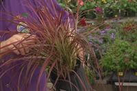 Fireworks Fountain Grass 