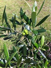 olive plant