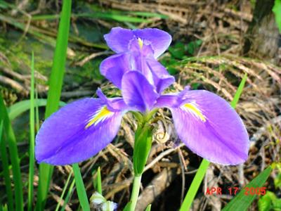 Louisiana iris