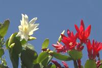 Easter Cactus